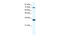 CCR4-NOT Transcription Complex Subunit 3 antibody, 28-056, ProSci, Enzyme Linked Immunosorbent Assay image 