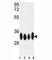 ELAV Like RNA Binding Protein 1 antibody, F51453-0.4ML, NSJ Bioreagents, Flow Cytometry image 