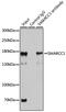 SWI/SNF Related, Matrix Associated, Actin Dependent Regulator Of Chromatin Subfamily C Member 1 antibody, GTX55802, GeneTex, Immunoprecipitation image 