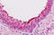 SIX Homeobox 4 antibody, MBS249098, MyBioSource, Immunohistochemistry frozen image 