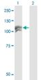 NEDD4 Like E3 Ubiquitin Protein Ligase antibody, H00023327-M04, Novus Biologicals, Western Blot image 