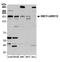 Hya antibody, A301-751A, Bethyl Labs, Western Blot image 
