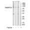 Anaphase Promoting Complex Subunit 5 antibody, A08280, Boster Biological Technology, Western Blot image 
