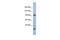 Myosin IC antibody, PA5-44537, Invitrogen Antibodies, Western Blot image 