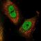 RAN Binding Protein 3 antibody, NBP1-92314, Novus Biologicals, Immunocytochemistry image 