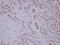 Roundabout Guidance Receptor 1 antibody, PA5-34932, Invitrogen Antibodies, Immunohistochemistry frozen image 