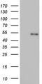 Nuclear Receptor Subfamily 2 Group C Member 1 antibody, CF803354, Origene, Western Blot image 