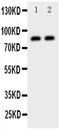 Death Domain Associated Protein antibody, PA5-79136, Invitrogen Antibodies, Western Blot image 