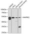 Microtubule Associated Protein RP/EB Family Member 2 antibody, 22-378, ProSci, Western Blot image 