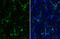 AIF1 antibody, GTX635399, GeneTex, Immunohistochemistry frozen image 