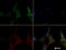 Caspase 4 antibody, NB120-10454, Novus Biologicals, Immunocytochemistry image 