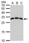 Spi-C Transcription Factor antibody, GTX129386, GeneTex, Western Blot image 