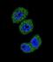 Forkhead Box O3 antibody, LS-C166238, Lifespan Biosciences, Immunofluorescence image 