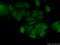 Zinc Finger Protein 451 antibody, 25228-1-AP, Proteintech Group, Immunofluorescence image 