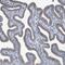 PP2CE antibody, PA5-57867, Invitrogen Antibodies, Immunohistochemistry frozen image 