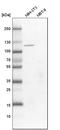 IGSF9 antibody, HPA037753, Atlas Antibodies, Western Blot image 