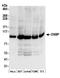 Oxysterol-binding protein 1 antibody, A304-554A, Bethyl Labs, Western Blot image 