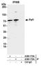 RNA polymerase II-associated factor 1 homolog antibody, A300-172A, Bethyl Labs, Immunoprecipitation image 
