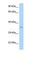 Mitochondrial Ribosomal Protein L3 antibody, orb331191, Biorbyt, Western Blot image 