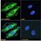 G Protein Subunit Beta 3 antibody, 45-683, ProSci, Western Blot image 