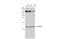 ATP Synthase Peripheral Stalk Subunit F6 antibody, GTX110996, GeneTex, Western Blot image 