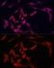 Yes Associated Protein 1 antibody, GTX64337, GeneTex, Immunofluorescence image 