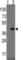 Atonal BHLH Transcription Factor 1 antibody, abx031633, Abbexa, Western Blot image 