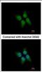 Kelch Domain Containing 4 antibody, NBP2-17072, Novus Biologicals, Immunocytochemistry image 