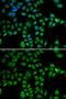 Lamin B2 antibody, GTX33292, GeneTex, Immunofluorescence image 