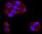 Tumor Protein P53 Binding Protein 2 antibody, A02609-2, Boster Biological Technology, Immunocytochemistry image 