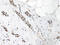 Bone Morphogenetic Protein 7 antibody, 38-135, ProSci, Immunohistochemistry frozen image 