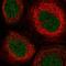 Tetratricopeptide Repeat Domain 33 antibody, HPA038253, Atlas Antibodies, Immunocytochemistry image 
