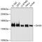 DExH-Box Helicase 9 antibody, 19-746, ProSci, Western Blot image 