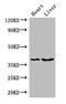 Cathepsin B1 antibody, A51869-100, Epigentek, Western Blot image 