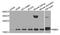 Nucleoside diphosphate kinase, mitochondrial antibody, A8350, ABclonal Technology, Western Blot image 