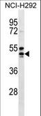 Hydroxycarboxylic Acid Receptor 2 antibody, LS-C164871, Lifespan Biosciences, Western Blot image 