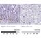 Defensin-5 antibody, NBP1-84282, Novus Biologicals, Immunohistochemistry paraffin image 