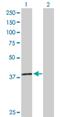 Core histone macro-H2A.2 antibody, H00055506-D01P, Novus Biologicals, Western Blot image 