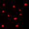 Apoptosis Antagonizing Transcription Factor antibody, LS-C353394, Lifespan Biosciences, Immunofluorescence image 
