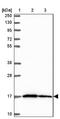 Mitochondrial Ribosomal Protein S18B antibody, NBP2-48958, Novus Biologicals, Western Blot image 