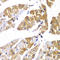 Mbs antibody, STJ28783, St John