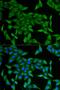 Glycoprotein Ib Platelet Subunit Alpha antibody, orb247044, Biorbyt, Immunofluorescence image 