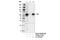 SRC Proto-Oncogene, Non-Receptor Tyrosine Kinase antibody, 2108S, Cell Signaling Technology, Immunoprecipitation image 