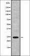 Mitochondrial Ribosomal Protein S26 antibody, orb337893, Biorbyt, Western Blot image 