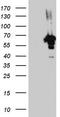 Zinc Finger Protein 500 antibody, CF803461, Origene, Western Blot image 
