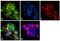 CD28 antibody, CD2800-4, Invitrogen Antibodies, Immunofluorescence image 