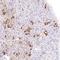 Proopiomelanocortin antibody, NBP2-57719, Novus Biologicals, Immunohistochemistry paraffin image 