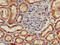 Pancreatic Lipase Related Protein 2 (Gene/Pseudogene) antibody, CSB-PA018264LA01HU, Cusabio, Immunohistochemistry frozen image 