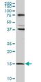 Mago Homolog, Exon Junction Complex Subunit antibody, H00004116-M01, Novus Biologicals, Western Blot image 