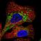 Transmembrane Protein 106B antibody, PA5-63558, Invitrogen Antibodies, Immunofluorescence image 